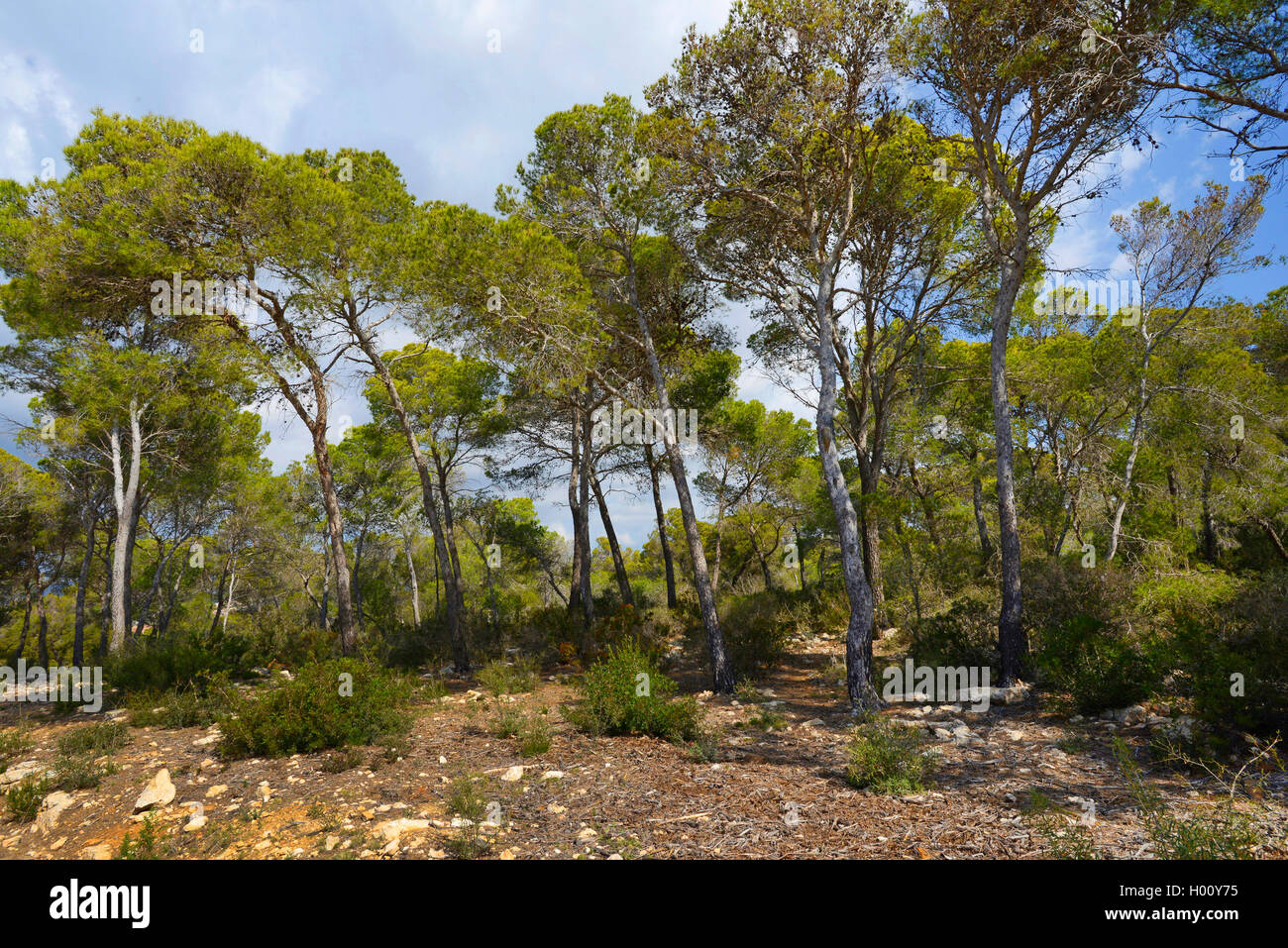 Pinie, Schirmkiefer, Schirm-Kiefer, Italienische Steinkiefer (Pinus pinea), unberuehrter Pinienwald auf einem Truppenuebungsplat Stock Photo