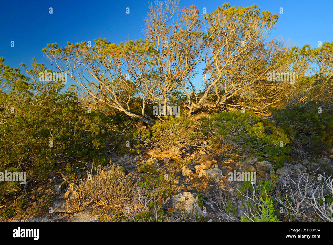 aleppo pine (Pinus halepensis), shrub-like pines, Spain, Balearen, Ibiza Stock Photo