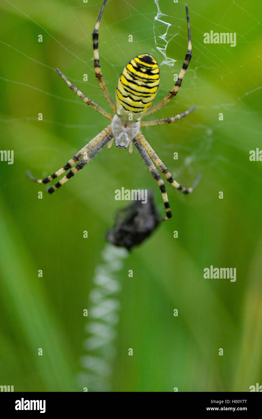 Tiger Spinne High Resolution Stock Photography and Images - Alamy