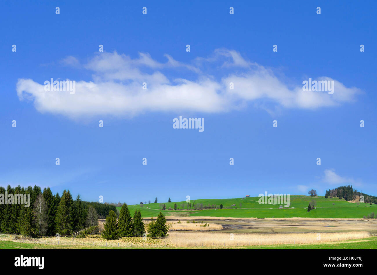 high moor landscape at the eastern Allgaeu, Germany, Bavaria, Oberbayern, Upper Bavaria Stock Photo