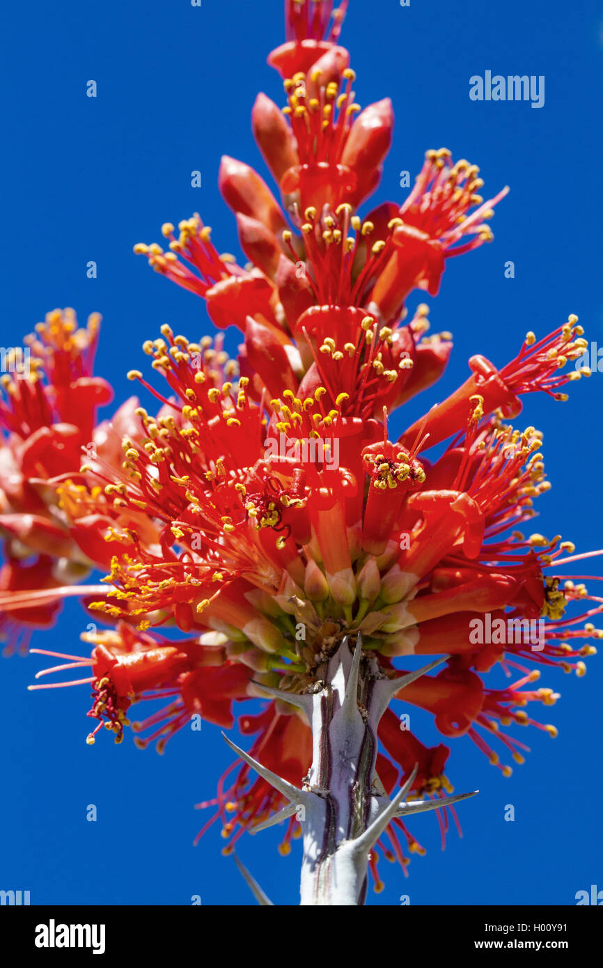 Ocotillo, Weinkaktus, Wein-Kaktus (Fouquieria splendens), Bluetenstand, USA, Arizona, Sonora | Ocotillo, Coachwhip, Jacob's staf Stock Photo