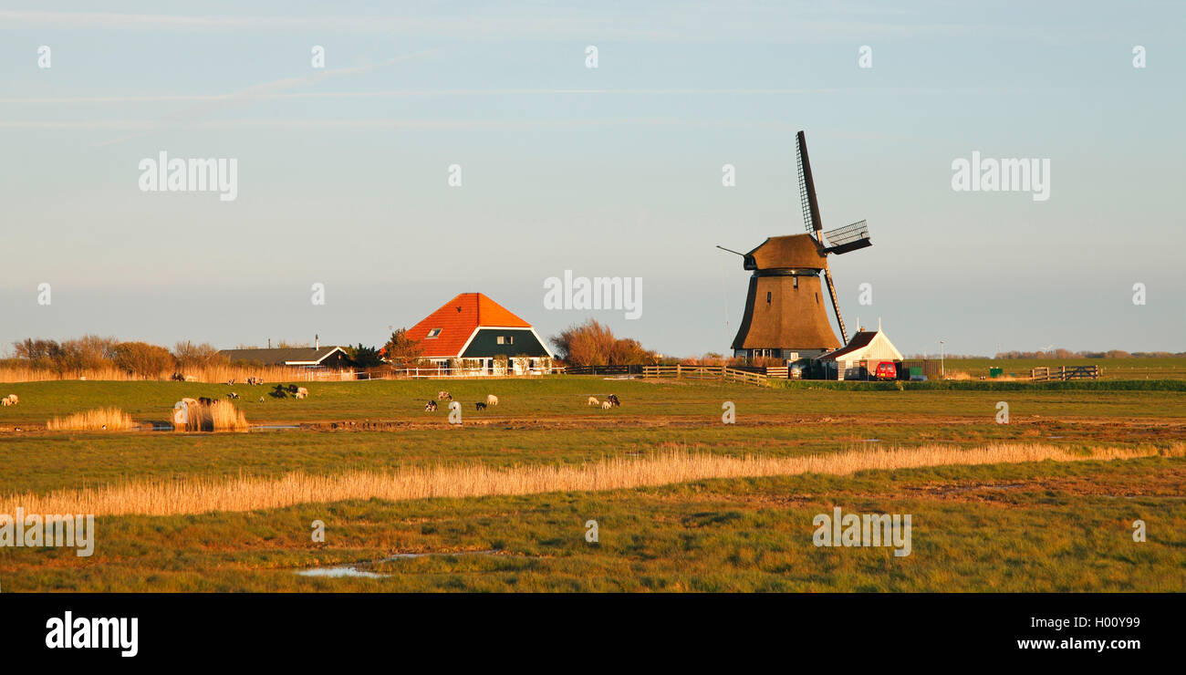 Windmuehle und Bauernhaus im Deichhinterland , Niederlande, Nordholland, Camperduin | windmill and farmhouse behind the dyke, Ne Stock Photo