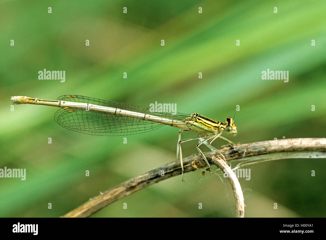 Federlibelle, Feder-Libelle (Platycnemis pennipes), sitzt auf einem Staengel, Seitenansicht, Ungarn, Kiskunsag Nationalpark | wh Stock Photo