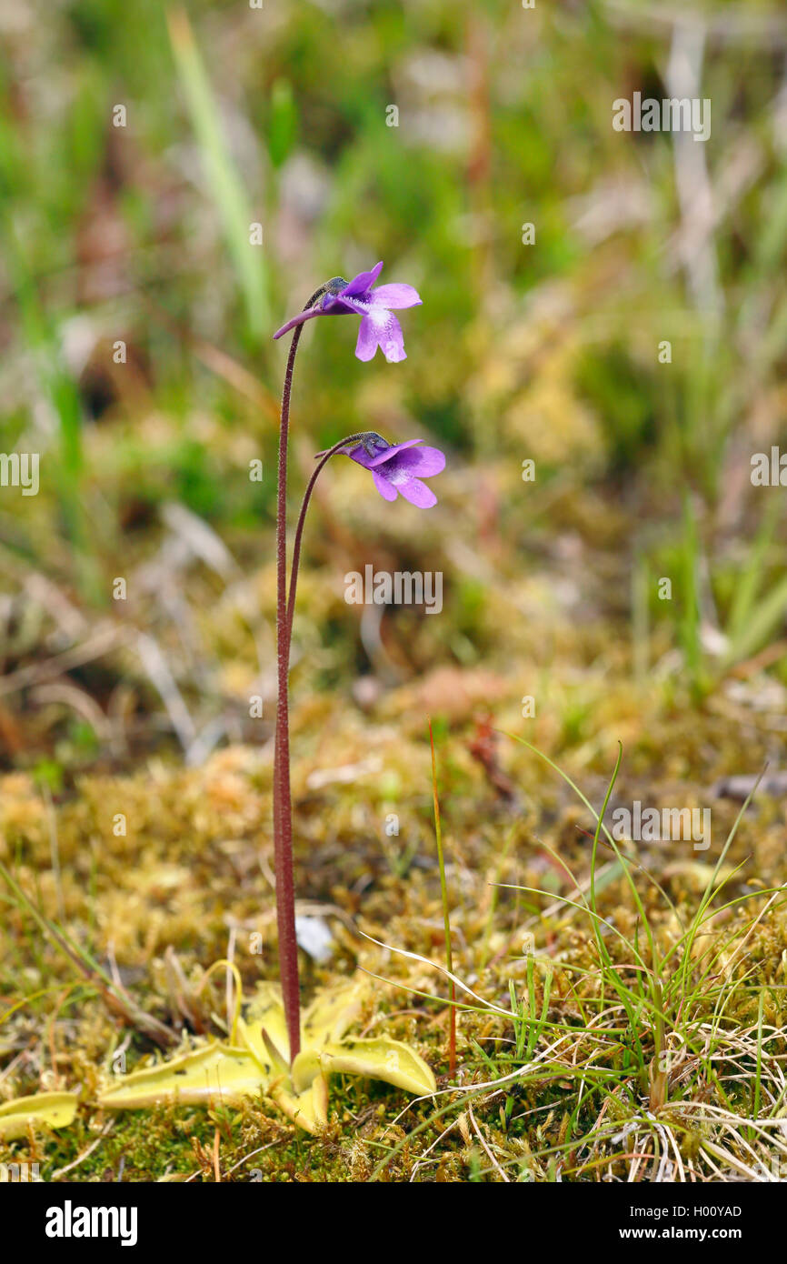 Echtes Fettkraut (Pinguicula vulgaris), bluehend, Norwegen, Tromso | common butterwort (Pinguicula vulgaris), flowering, Norway, Stock Photo