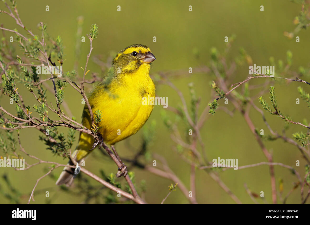 Yellow canary (Serinus flaviventris), male sitting in a shrub, South Africa, Western Cape, Bontebok National Park Stock Photo