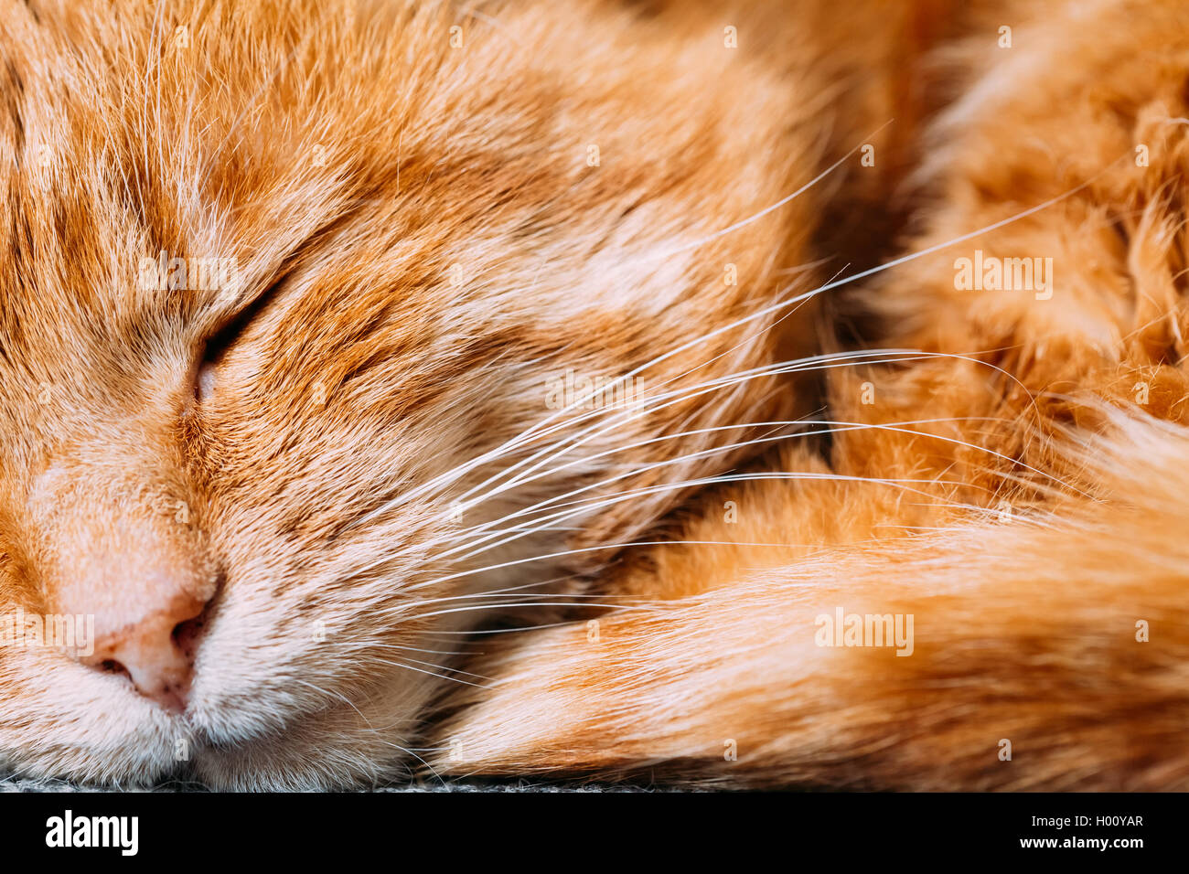 Close up of Peaceful Red Cat Curled Up Sleeping in His Bed Stock Photo Alamy