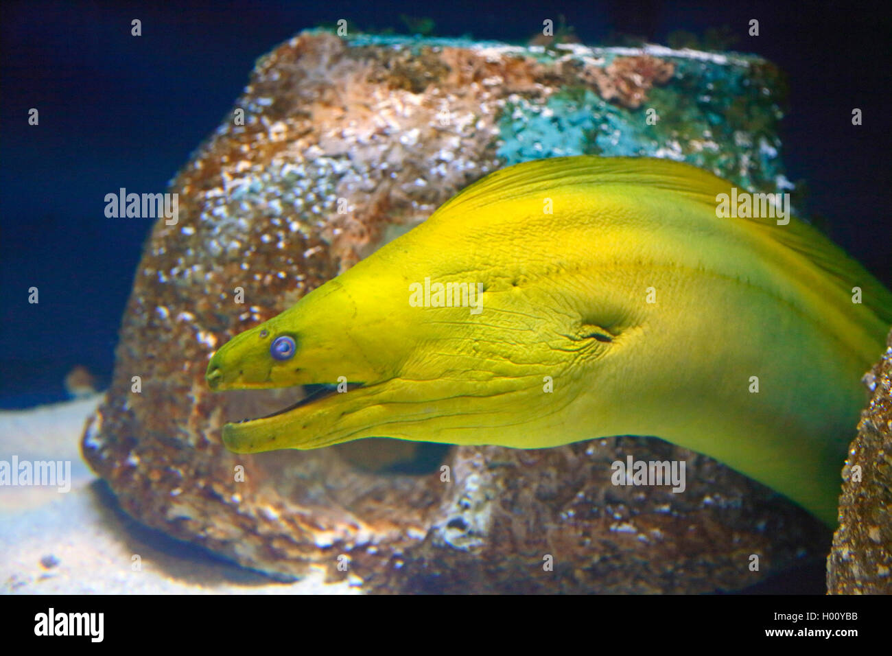 green moray (Gymnothorax funebris), swimming, portrait, USA, Florida, Sarasota Aquarium Stock Photo