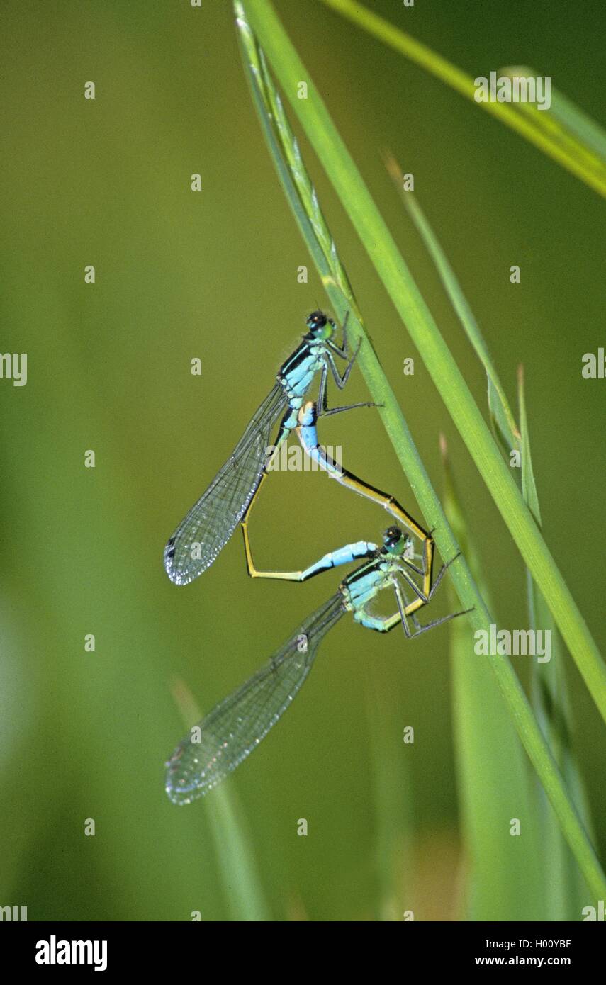 Grosse Pechlibelle (Ischnura elegans), Paarungsrad, Seitenansicht, Niederlande, Utrecht, Botshol | common ischnura, blue-tailed  Stock Photo