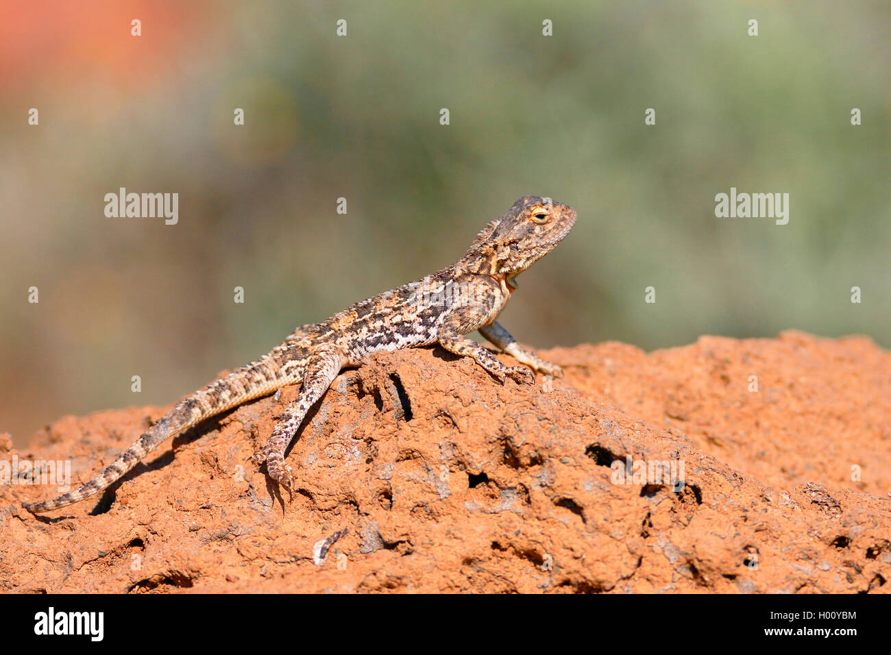 ground agama (Agama aculeata), sitting on a termite hill, side view, South Africa, Eastern Cape, Mountain Zebra National Park Stock Photo