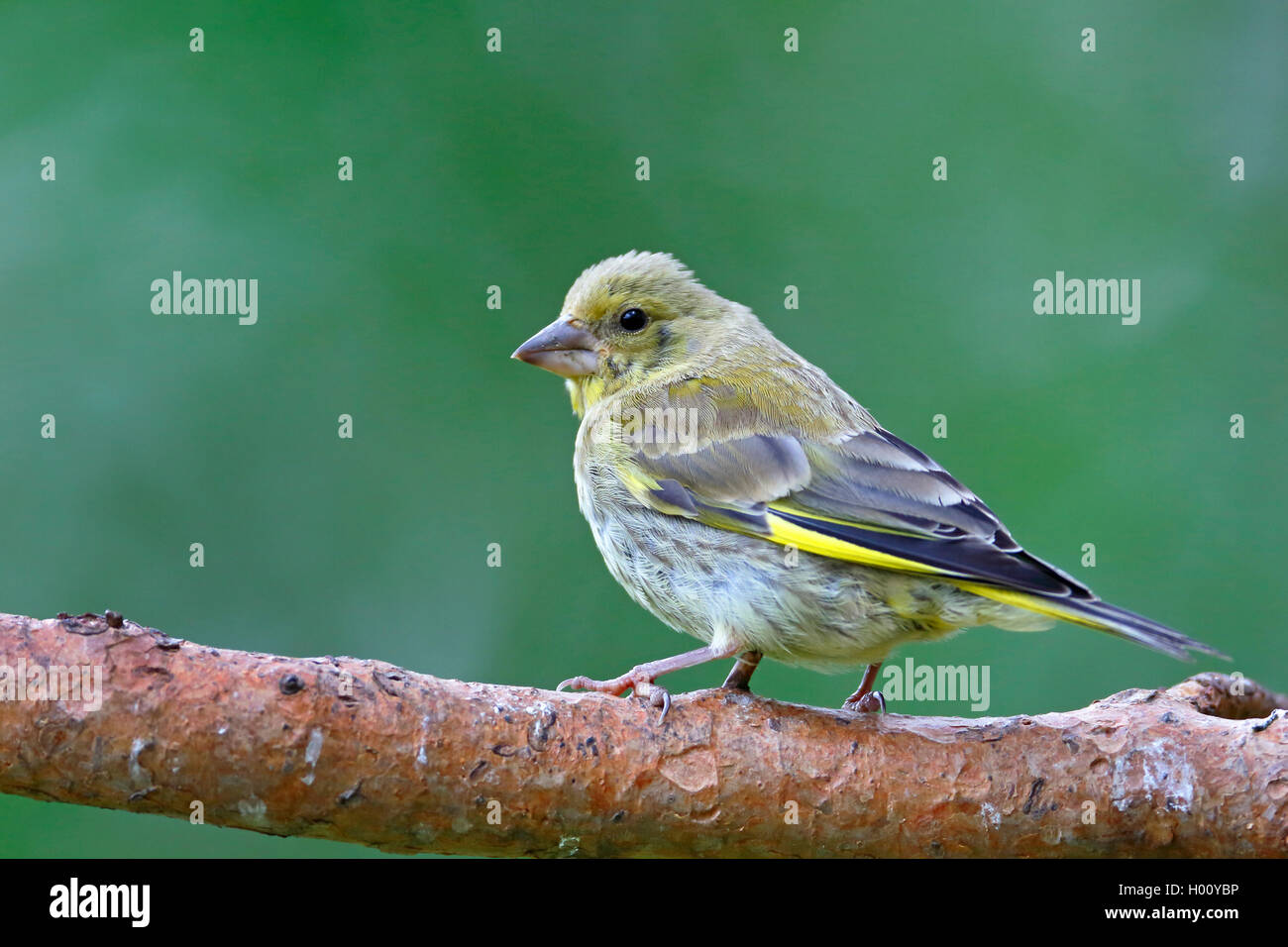 western greenfinch (Carduelis chloris), female sitting on a branch, side view, Norway, Ovre Pasvik National Park Stock Photo