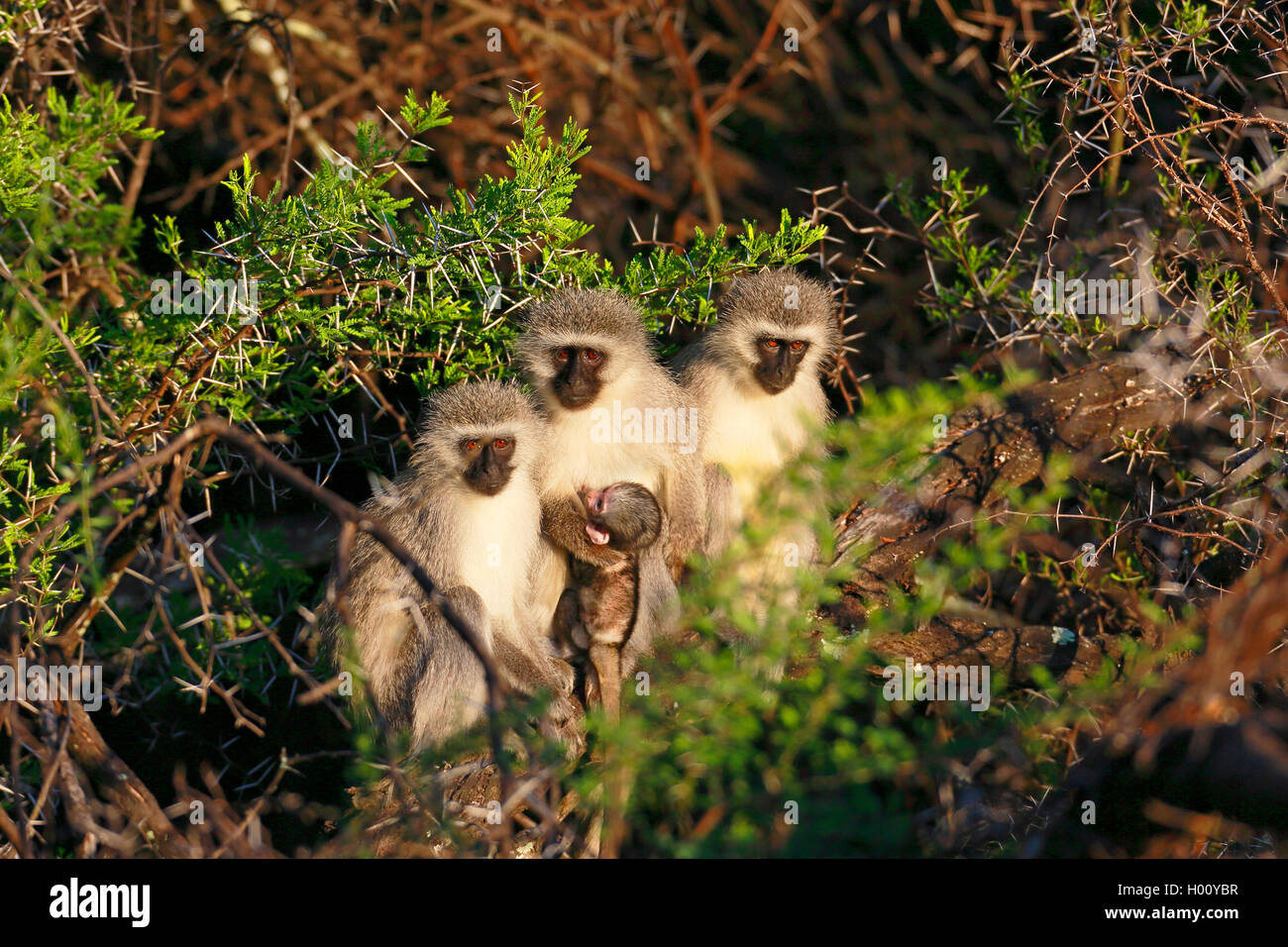 Grivet monkey, Savanna monkey, Green monkey, Vervet monkey (Cercopithecus aethiops), animal family with little monkey sitting in the rising sun on a tree, South Africa, Eastern Cape, Camdeboo National Park Stock Photo