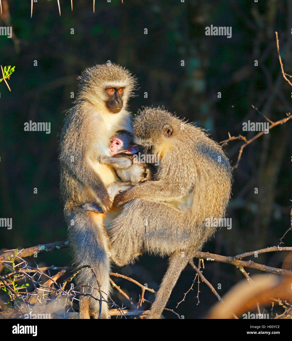 Grivet monkey, Savanna monkey, Green monkey, Vervet monkey (Cercopithecus aethiops), pair sitting on a tree with a baby monkey, South Africa, Eastern Cape, Camdeboo National Park Stock Photo