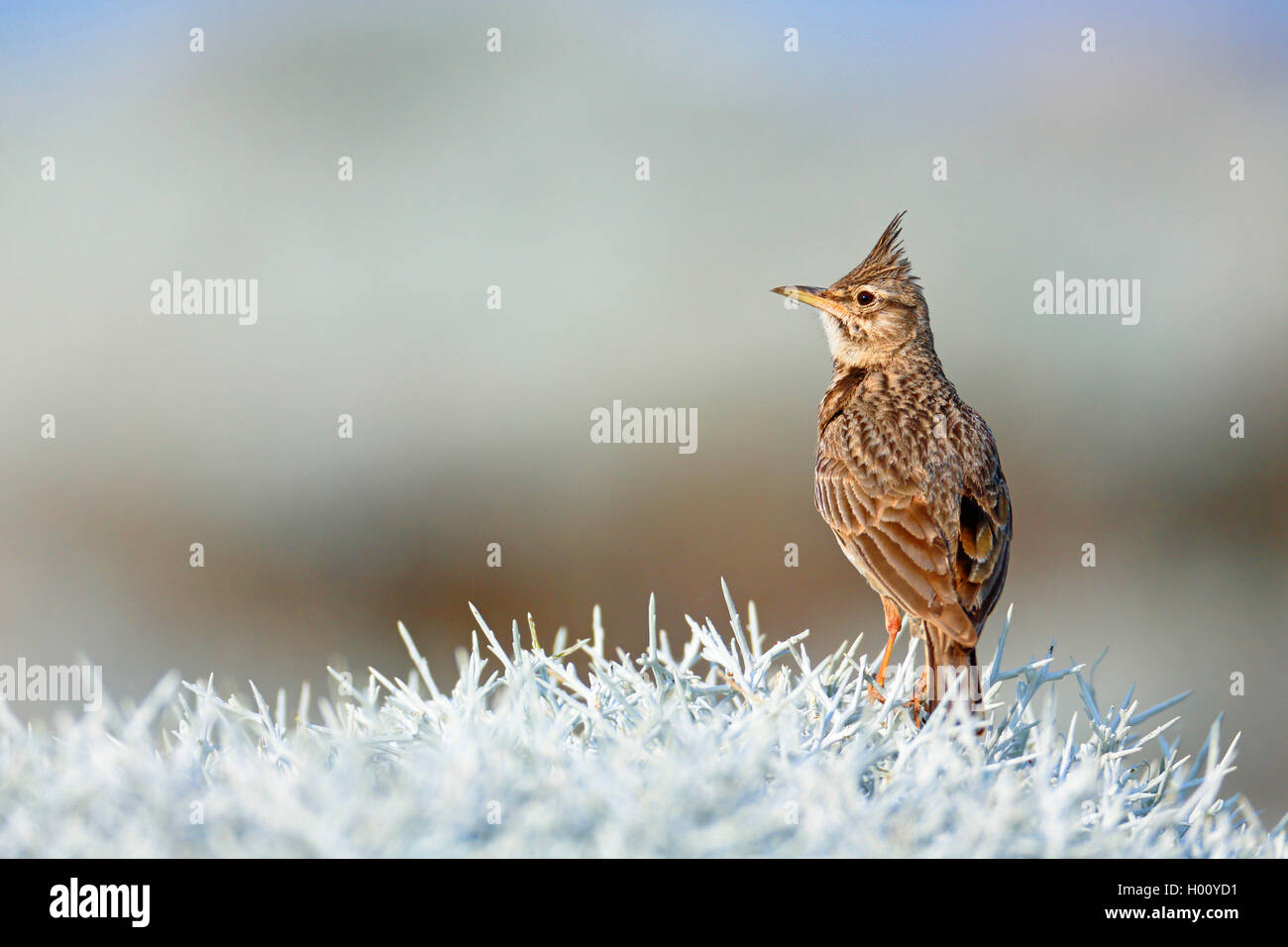 crested lark (Galerida cristata), sitting on a bush, Greece, Lesbos Stock Photo