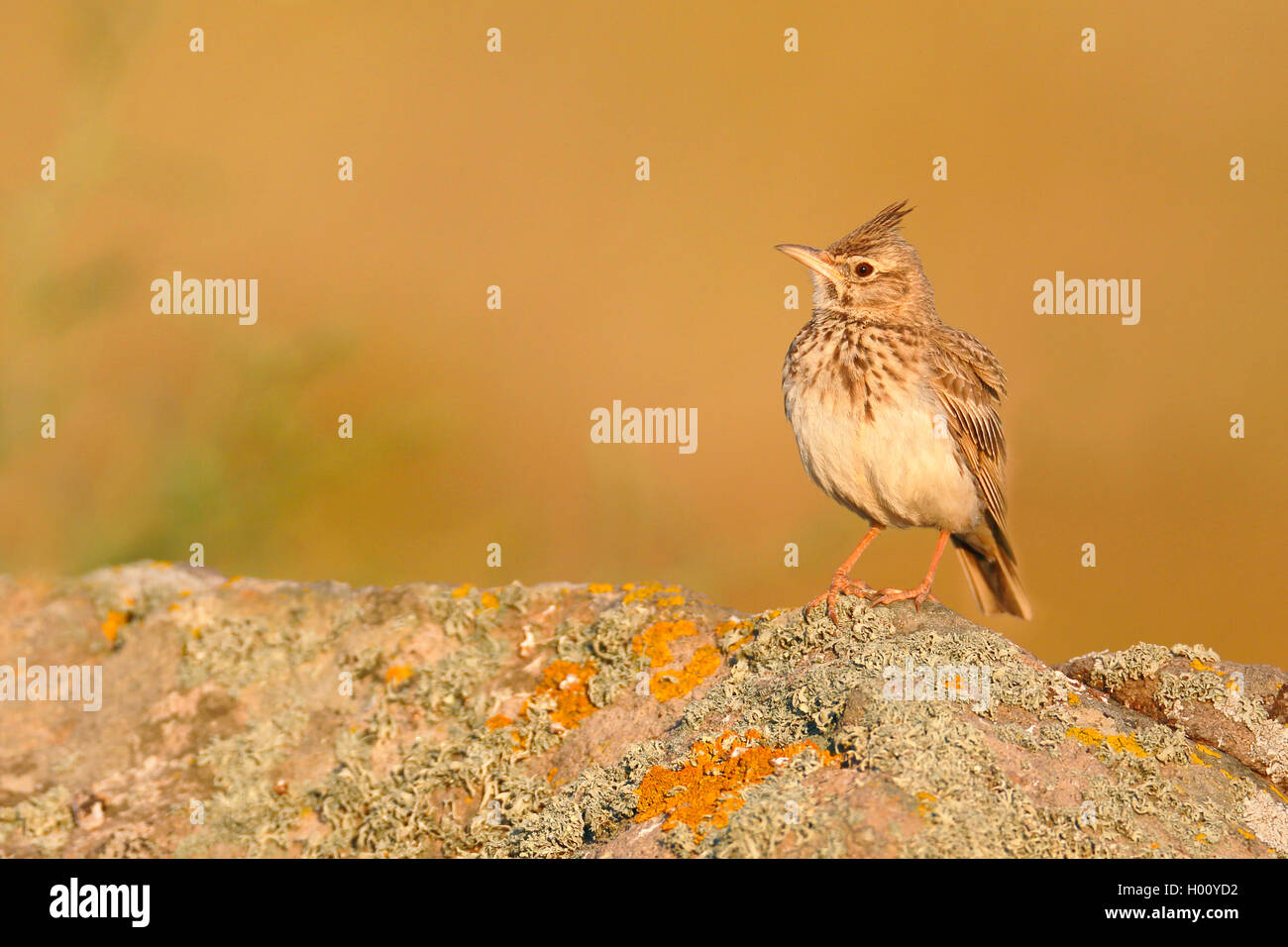 crested lark (Galerida cristata), on a lichened stone, side view, Greece, Lesbos Stock Photo