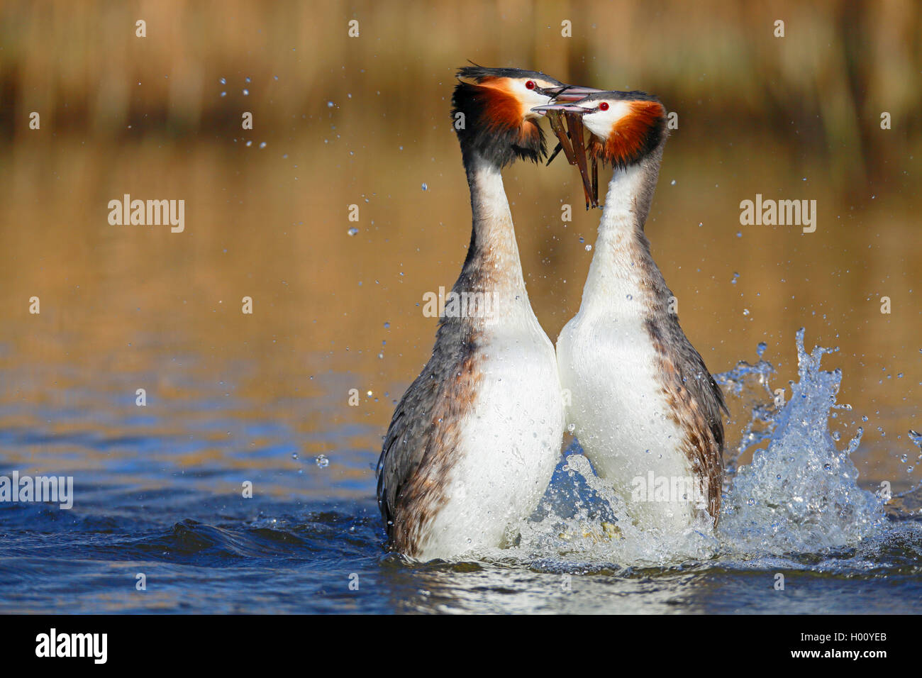 Haubentaucher, Hauben-Taucher (Podiceps cristatus), Paar balzt auf dem Wasser, Pinguintanz, Niederlande, Friesland | great crest Stock Photo