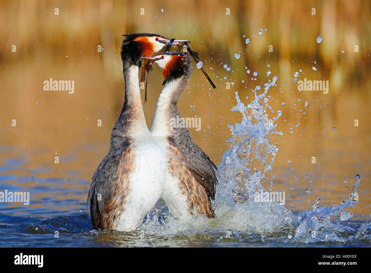 Haubentaucher, Hauben-Taucher (Podiceps cristatus), Paar balzt auf dem Wasser, Pinguintanz, Niederlande, Friesland | great crest Stock Photo