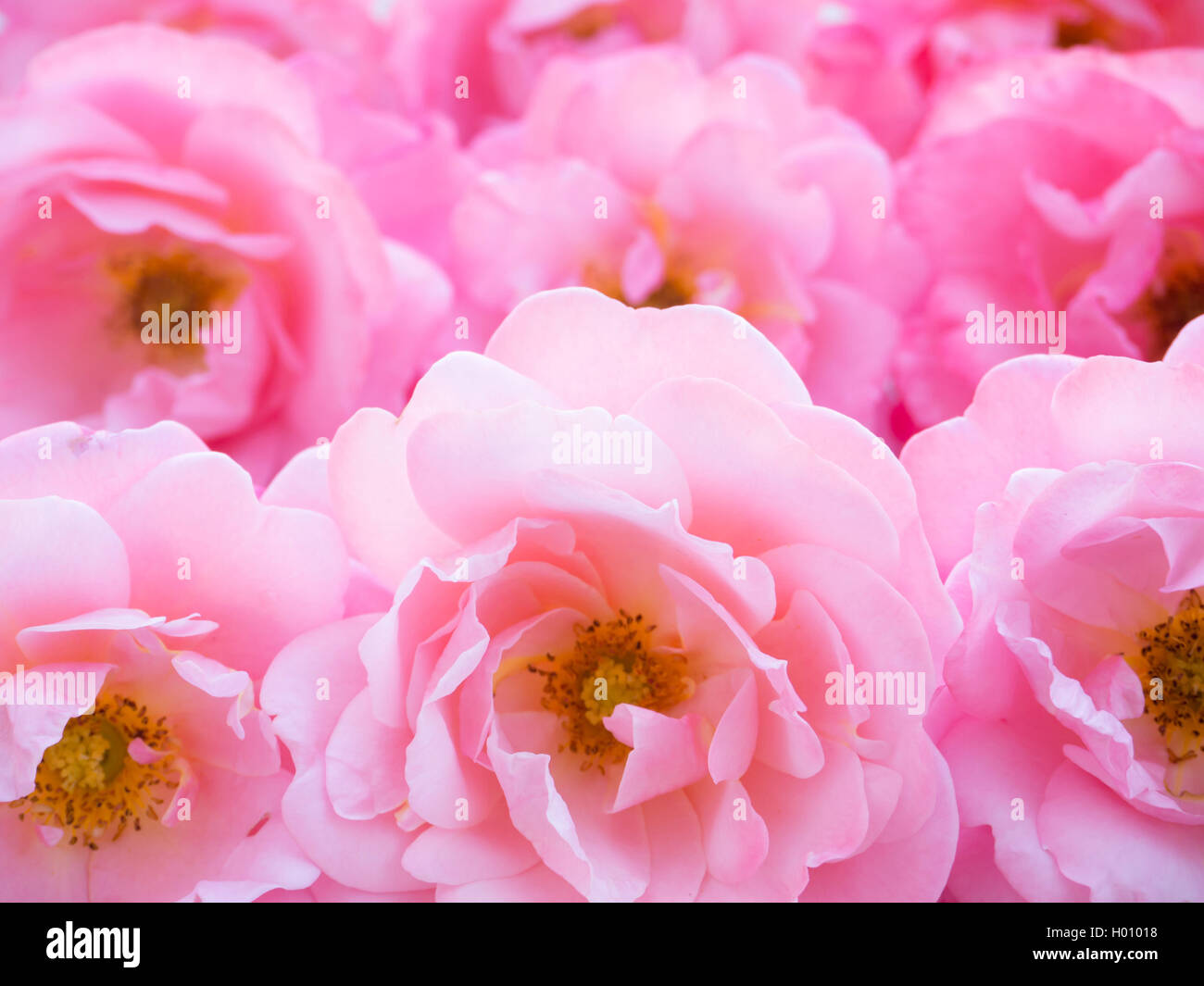 Bright pink open rose flowers Stock Photo Alamy