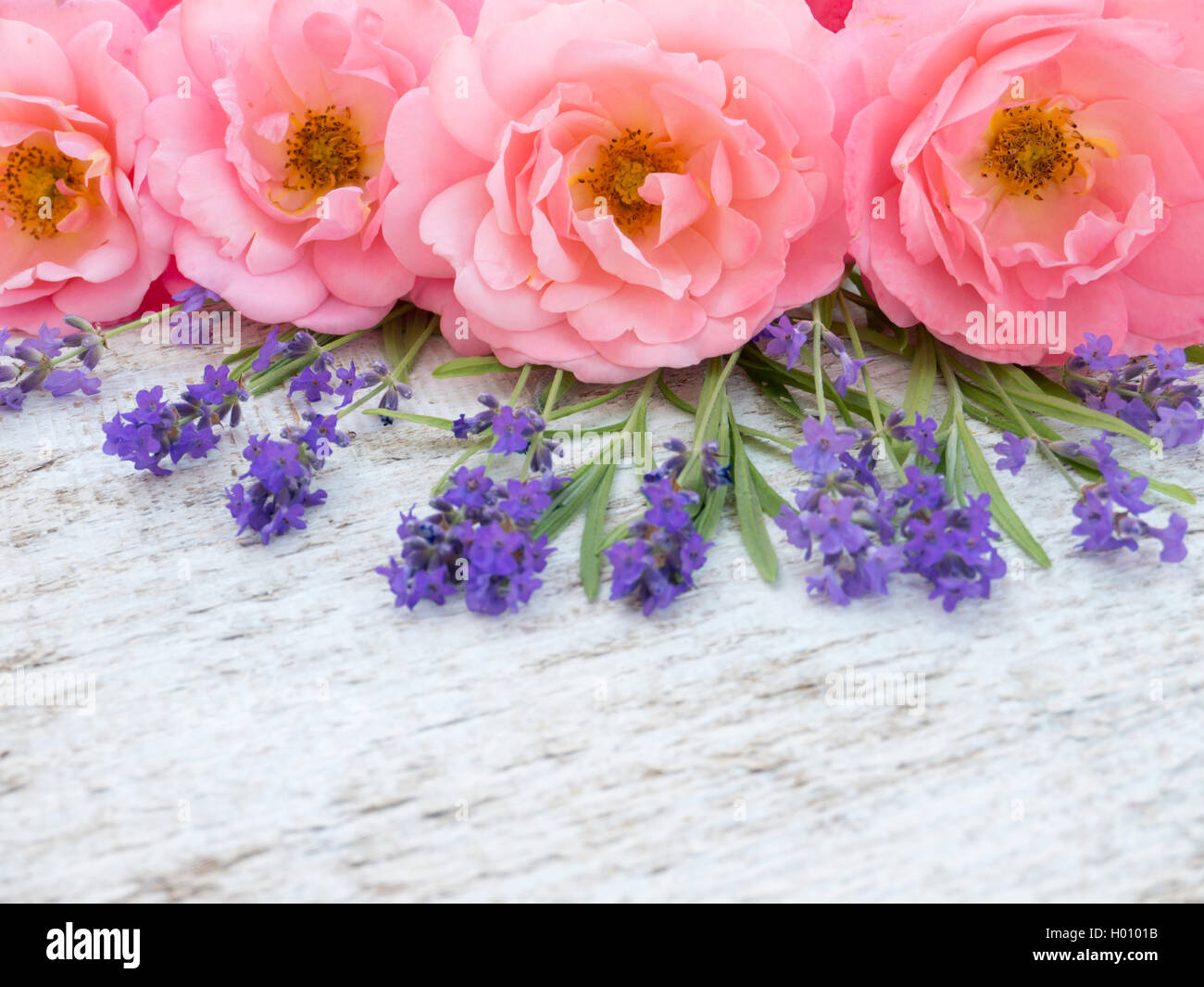 Pink curly open roses and provence lavender on the white rough wooden background Stock Photo