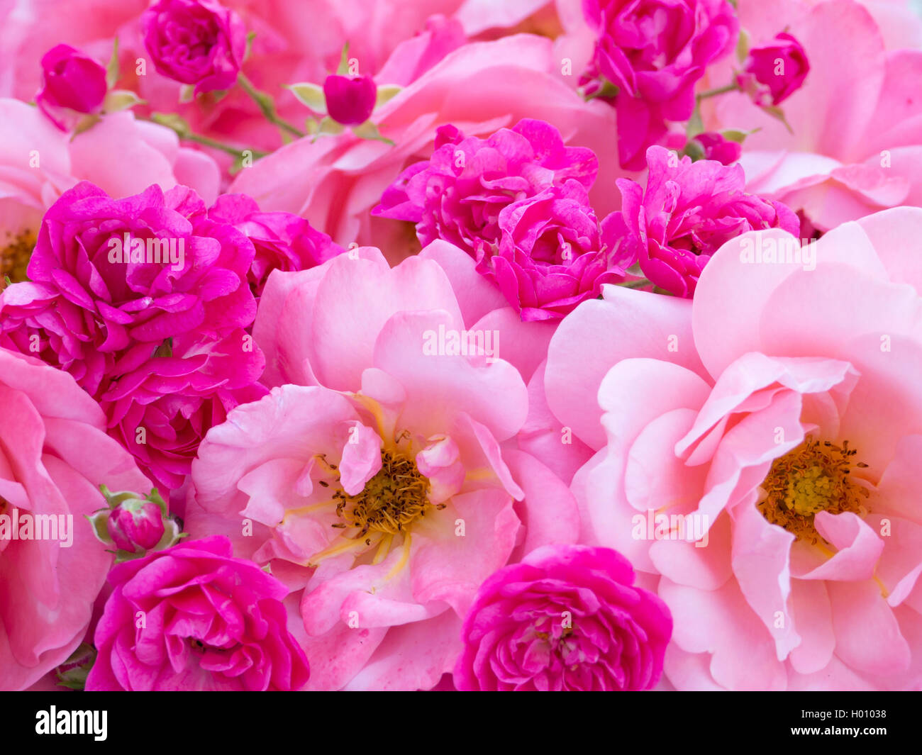 Bright pink open rose flowers and small vibrant pink roses Stock Photo