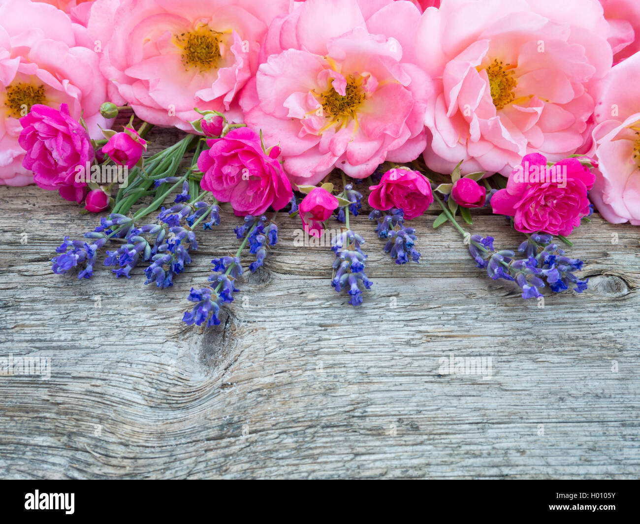 Pink curly open roses and provence lavender on the old weathered wooden board Stock Photo