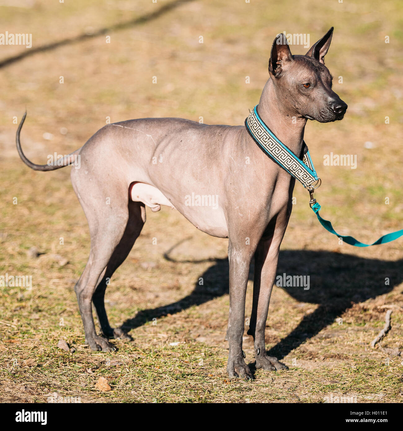 Mexican hairless xolo 2025