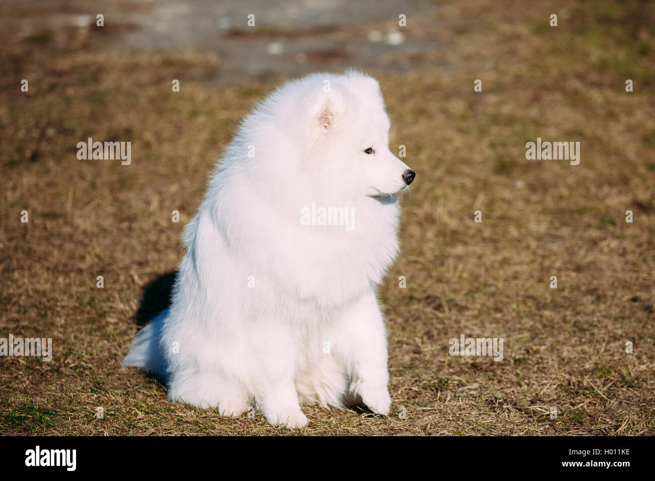 Lovely Young White Samoyed Dog Outdoor in Park. Stock Photo