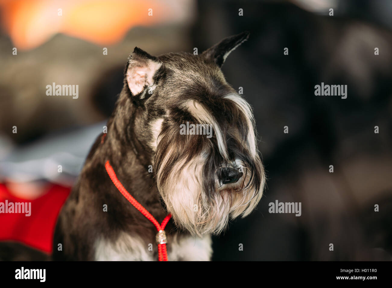 giant schnauzer eyebrows