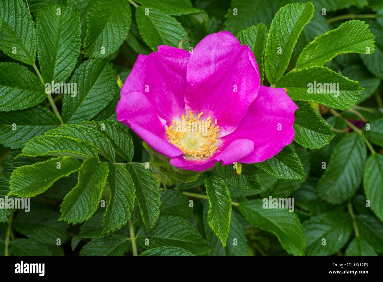 Rugosa rose, Japanese rose (Rosa rugosa), flower, Germany, Mecklenburg-Western Pomerania Stock Photo