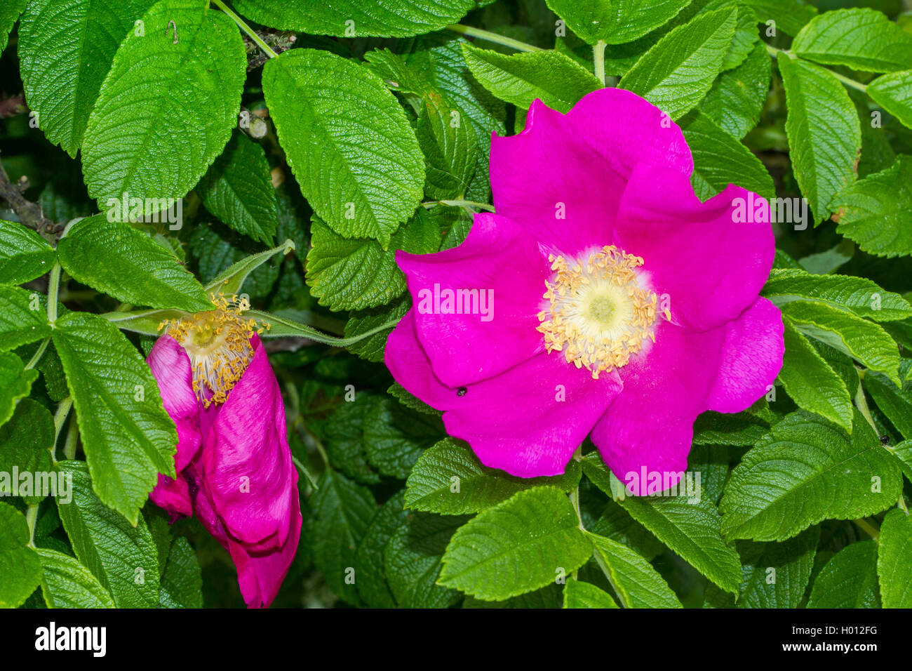 Rugosa rose, Japanese rose (Rosa rugosa), flowers, Germany, Mecklenburg-Western Pomerania Stock Photo