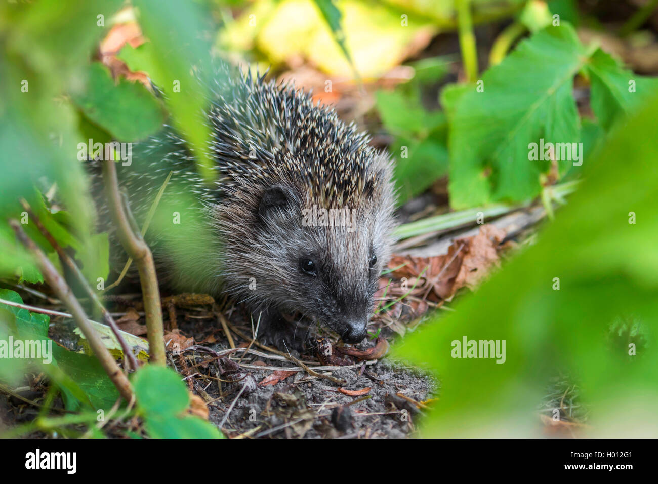 Europaeischer Igel, Westeuropaeischer Igel, Westigel, WestIgel, Braunbrustigel, BraunbrustIgel