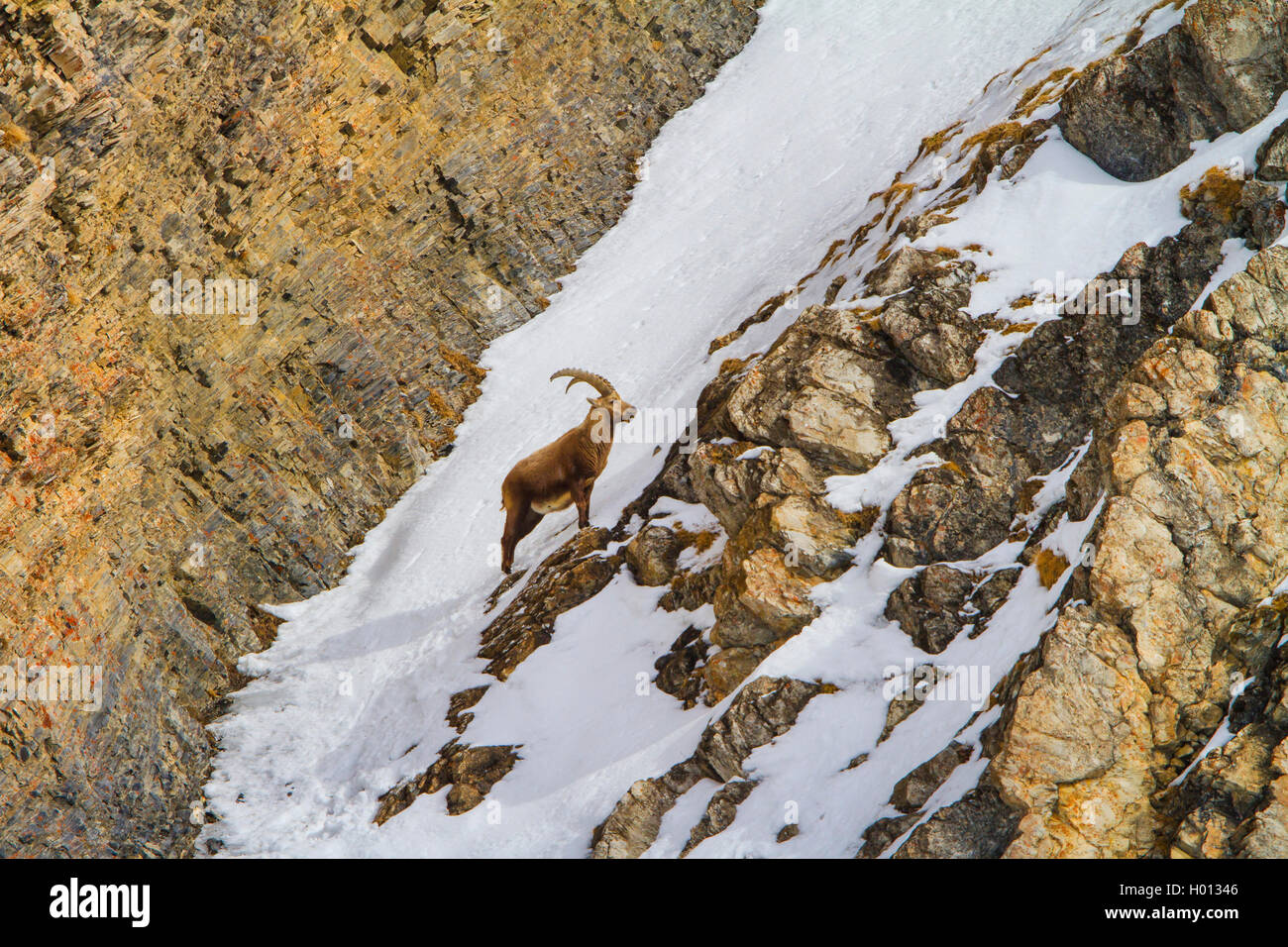 Alpine ibex (Capra ibex, Capra ibex ibex), buck standing in the mountains in a snow field, side view, Switzerland, Grisons, Piz Bernina Stock Photo