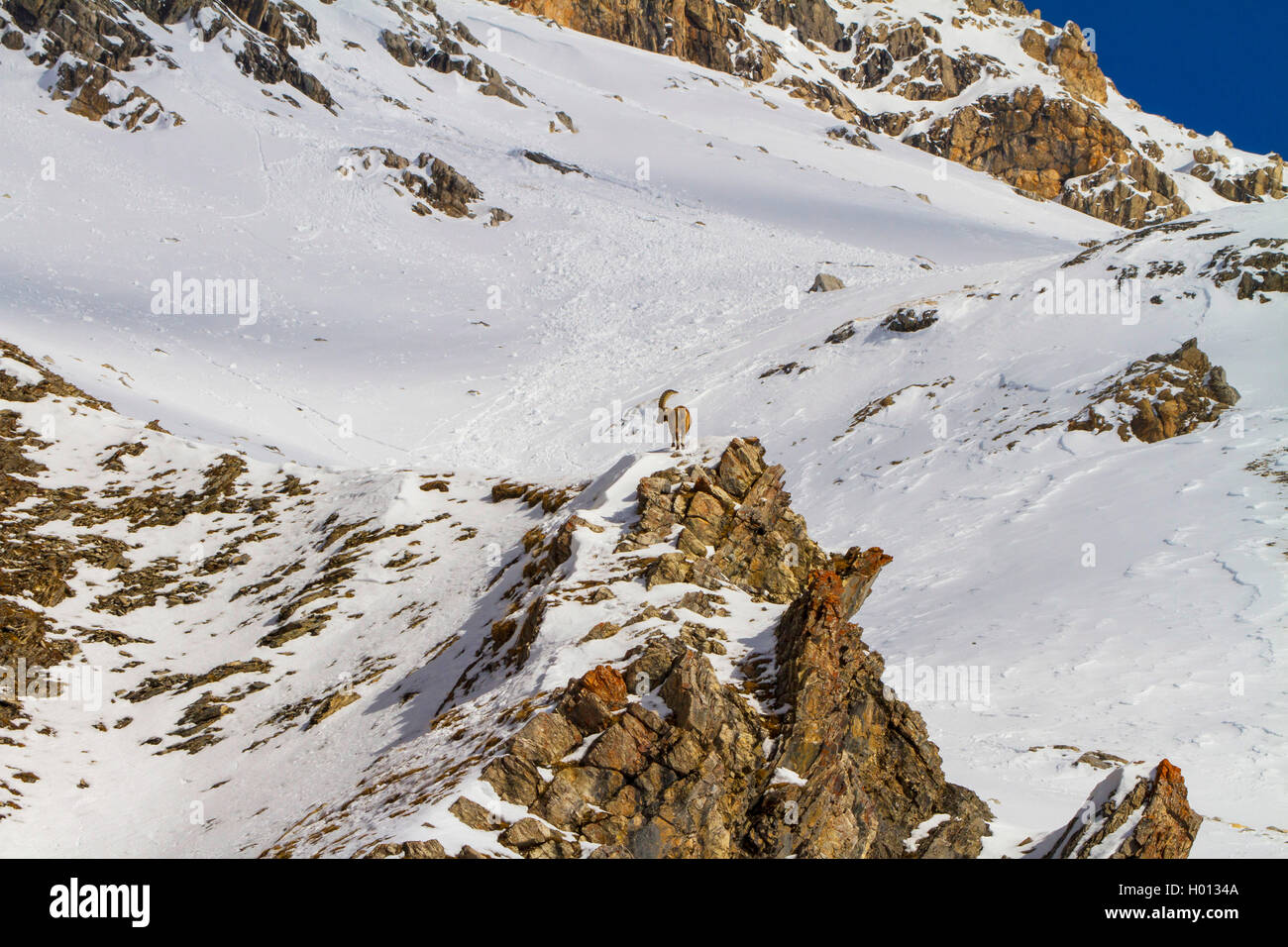 Alpine ibex (Capra ibex, Capra ibex ibex), buck standing in the mountains on a cliff edge in the snow, Switzerland, Grisons, Piz Bernina Stock Photo