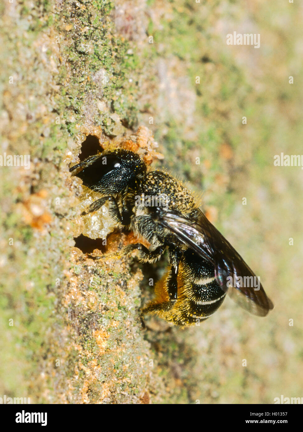 Insects building a nest hi res stock photography and images Alamy