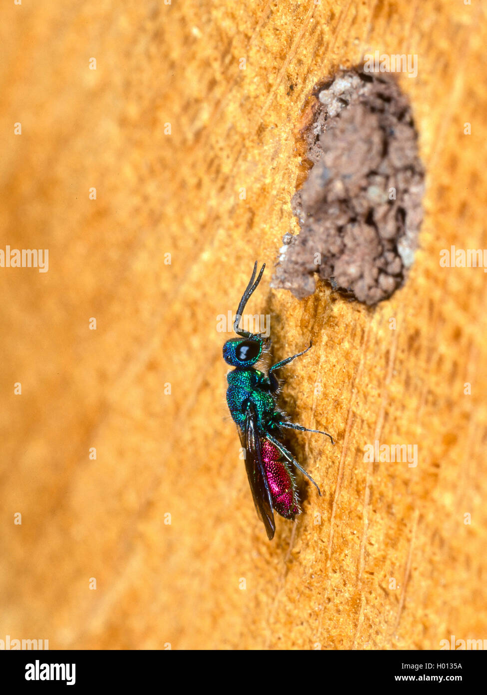Feuer-Goldwespe, Feuergoldwespe, Gemeine Goldwespe (Chrysis ignita), Weibchen neben zugemoerteltem Nesteingang der Roten Mauerbi Stock Photo