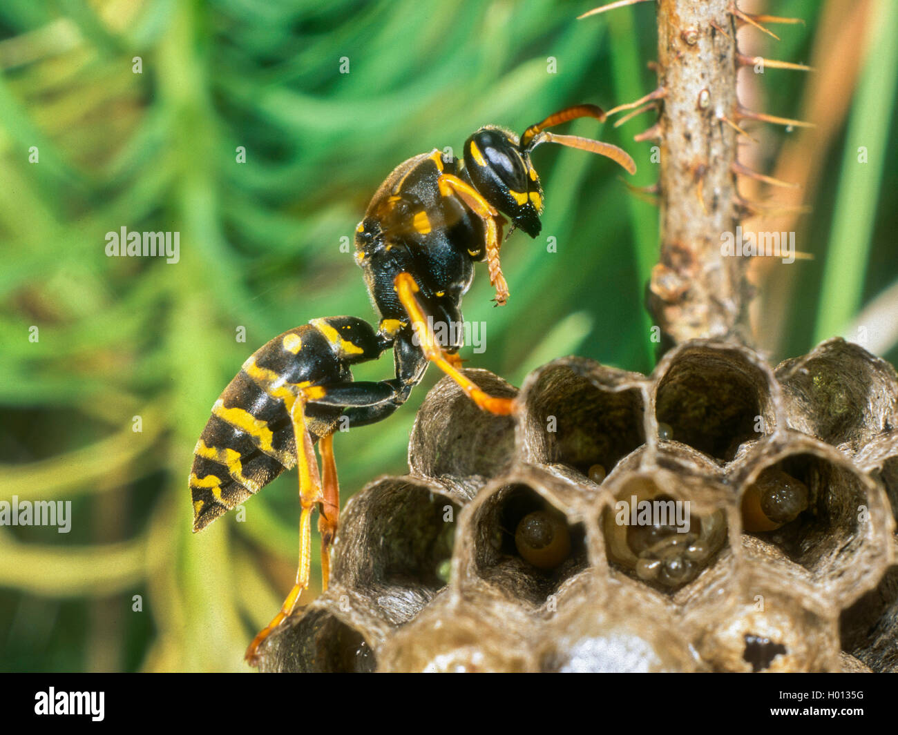 Paper wasp (Polistes nimpha, Polistes opinabilis), Female at nest, Germany Stock Photo