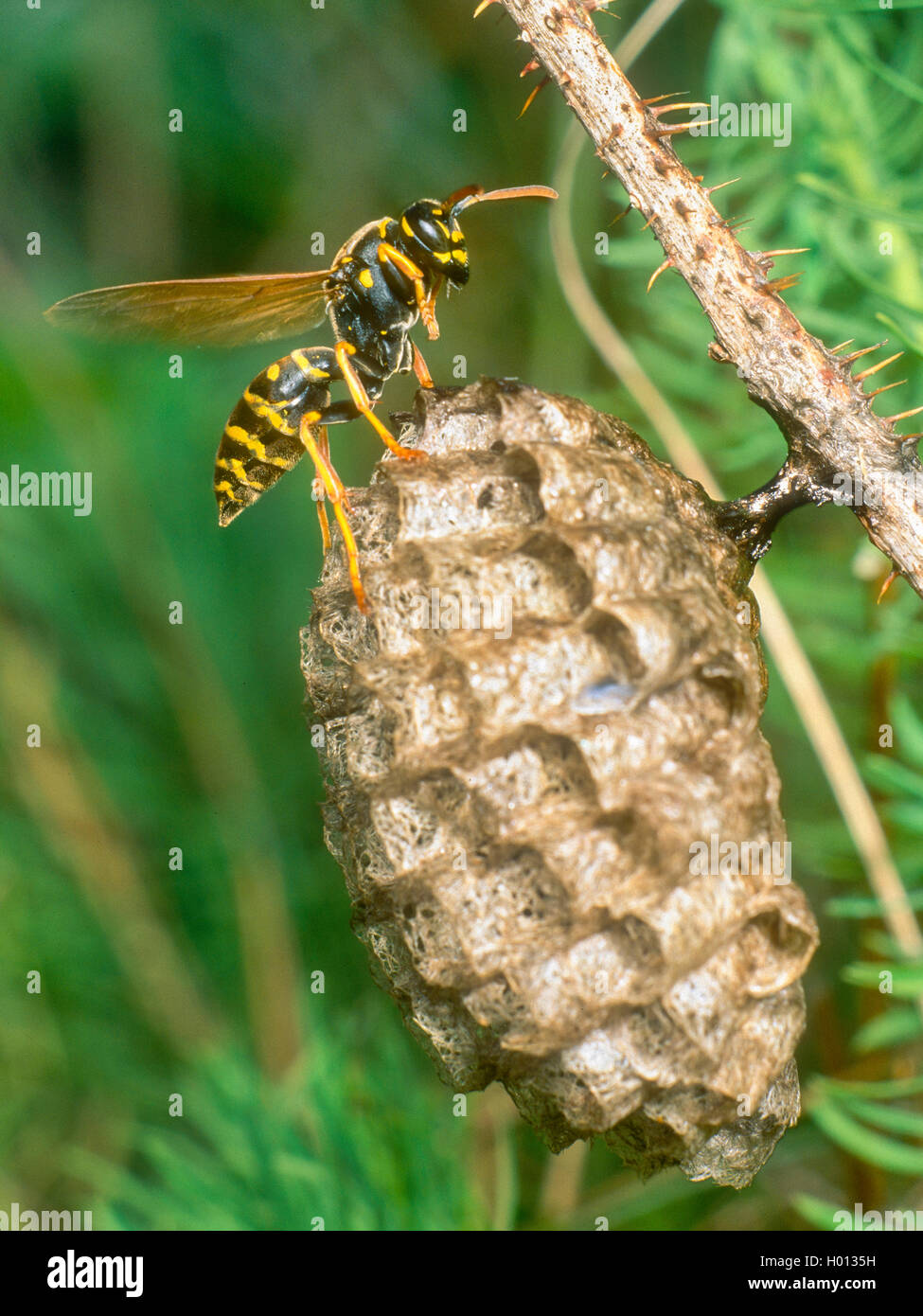 Paper wasp (Polistes nimpha, Polistes opinabilis), Female at nest, Germany Stock Photo