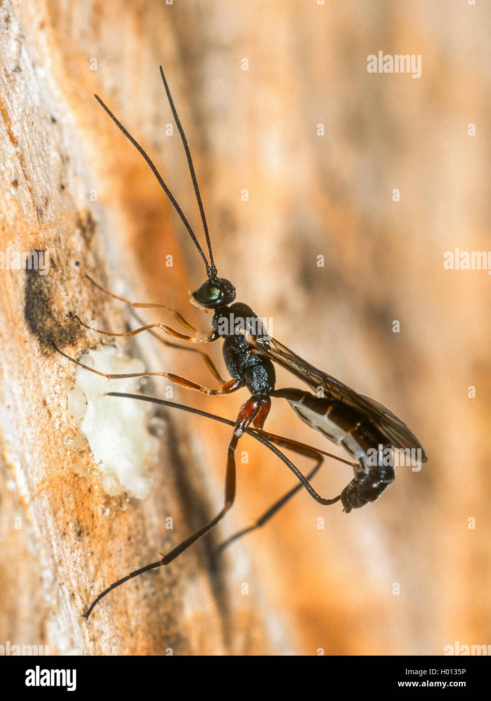 Schlupfwespen, Echte Schlupfwespen (Ichneumonidae), Weibchen bei der