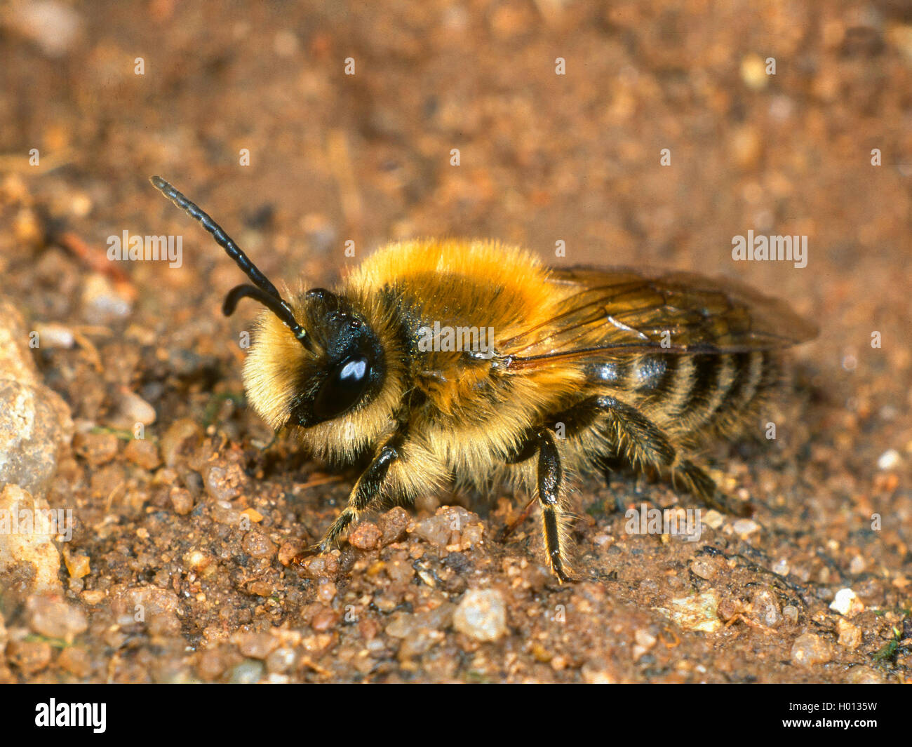 Spring Colletes (Colletes cunicularius), male, Germany Stock Photo