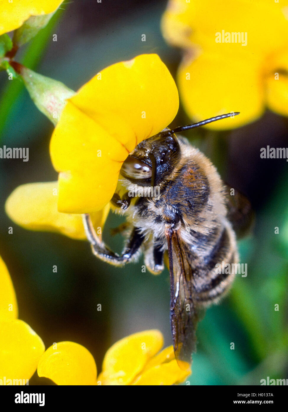 Large anthid bee (Anthidium byssinum), Female foraging on Common Bird's-foot (Lotus corniculatus), Germany Stock Photo