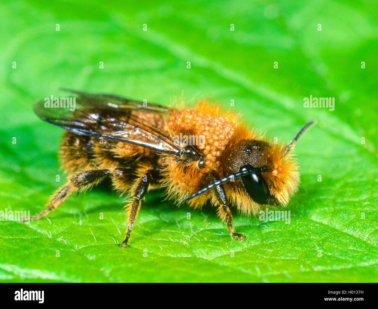 Mason bee (Osmia brevicornis), male with many acari, Germany Stock Photo
