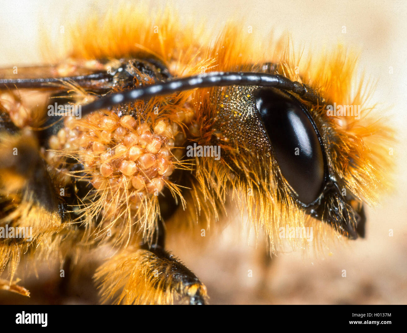 Mason bee (Osmia brevicornis), male with many acari, Germany Stock Photo