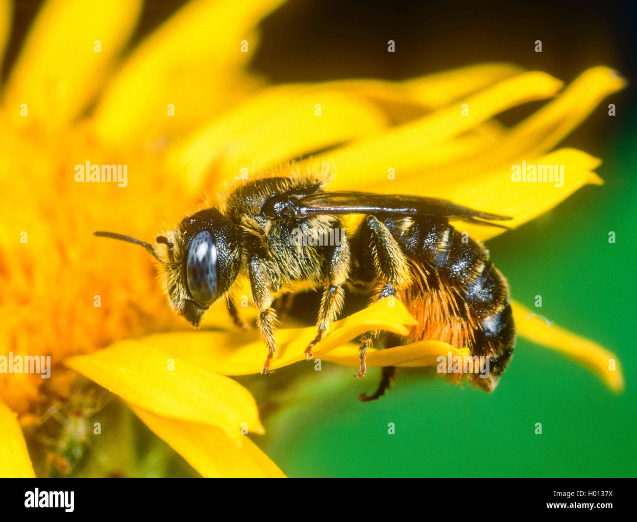 Spined Mason-bee (Osmia spinulosa), Female foraging on Qx-eye (Buphthalmum salicifolium), Germany Stock Photo