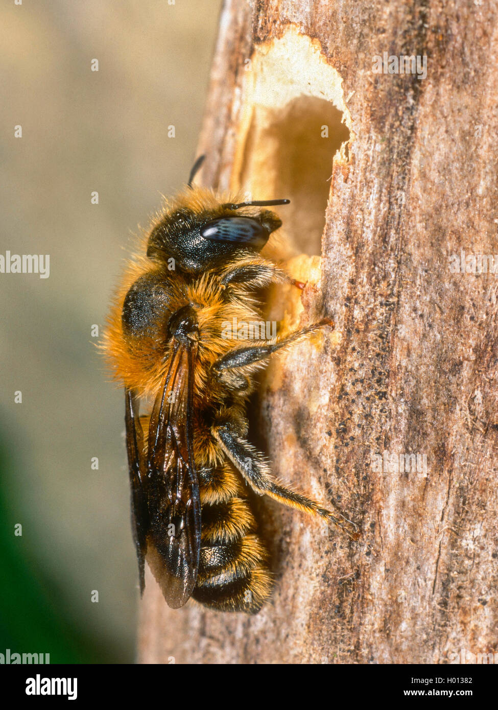 Mason bee (Osmia tridentata), Female at nest in a plant stem, Germany Stock Photo