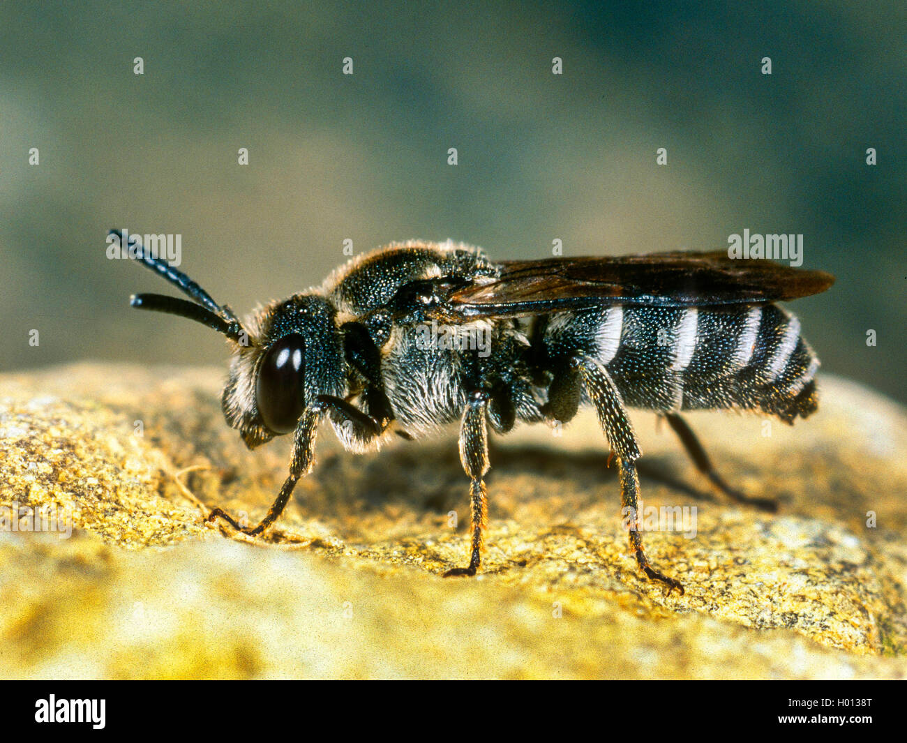 Megachilidae (Dioxys tridentata), male, Germany Stock Photo