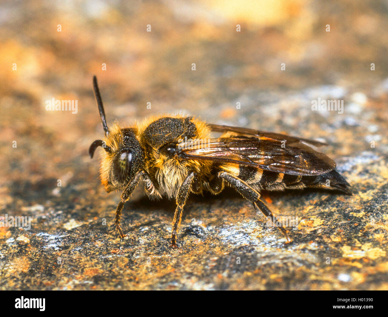 Megachilidae (Coelioxys conica), female, Germany Stock Photo