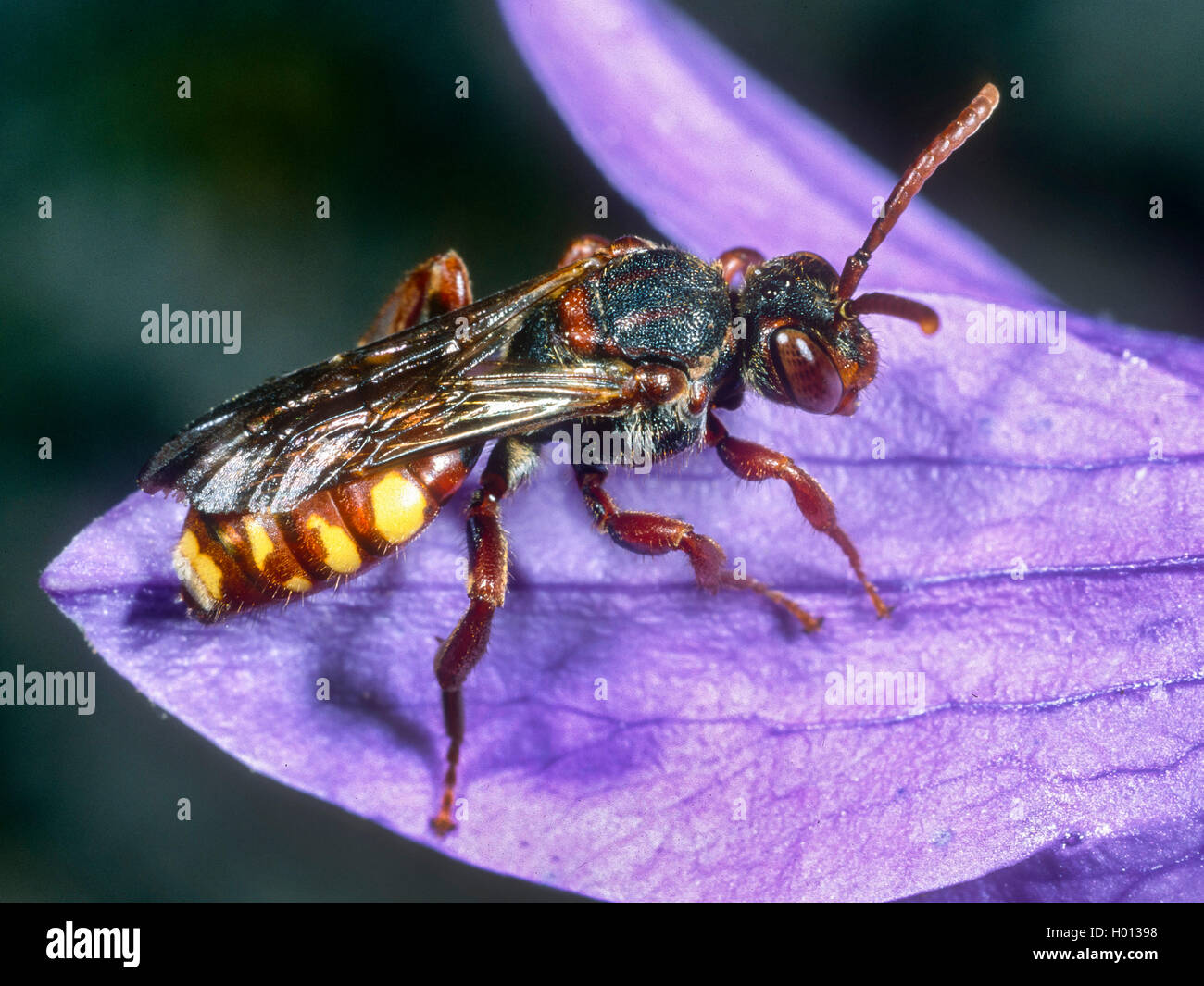 Nomad Bee (Nomada braunsiana), Female on a bellflower (Campanula spec.), Germany Stock Photo