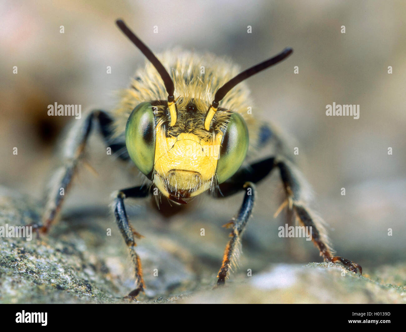 Little Flower-Bee (Anthophora bimaculata), male, Germany Stock Photo