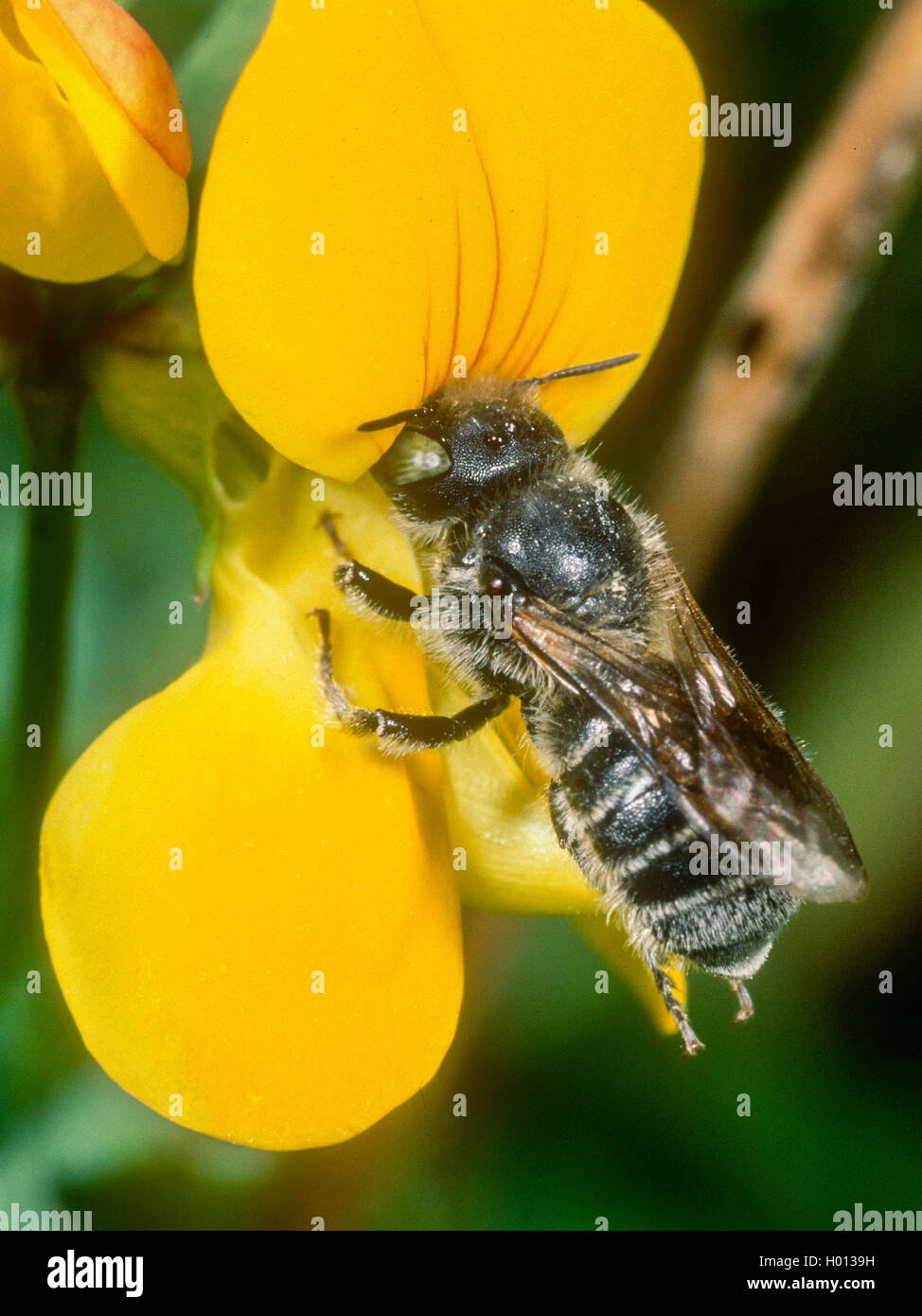 mason bee (Osmia ravouxi), male foraging on Common Bird's-foot (Lotus corniculatus), Germany Stock Photo