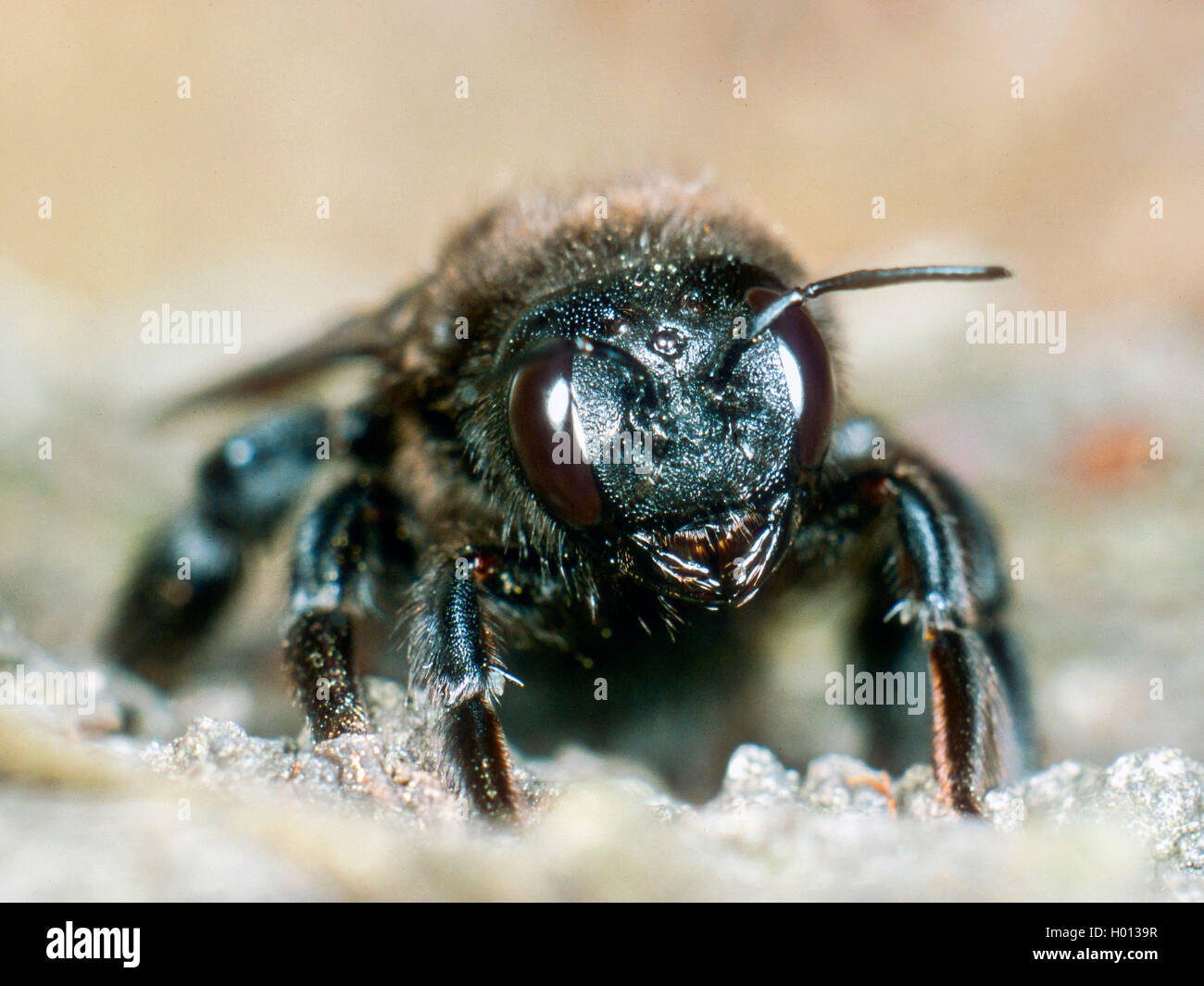 Violet carpenter bee (Xylocopa violacea), female, Germany Stock Photo