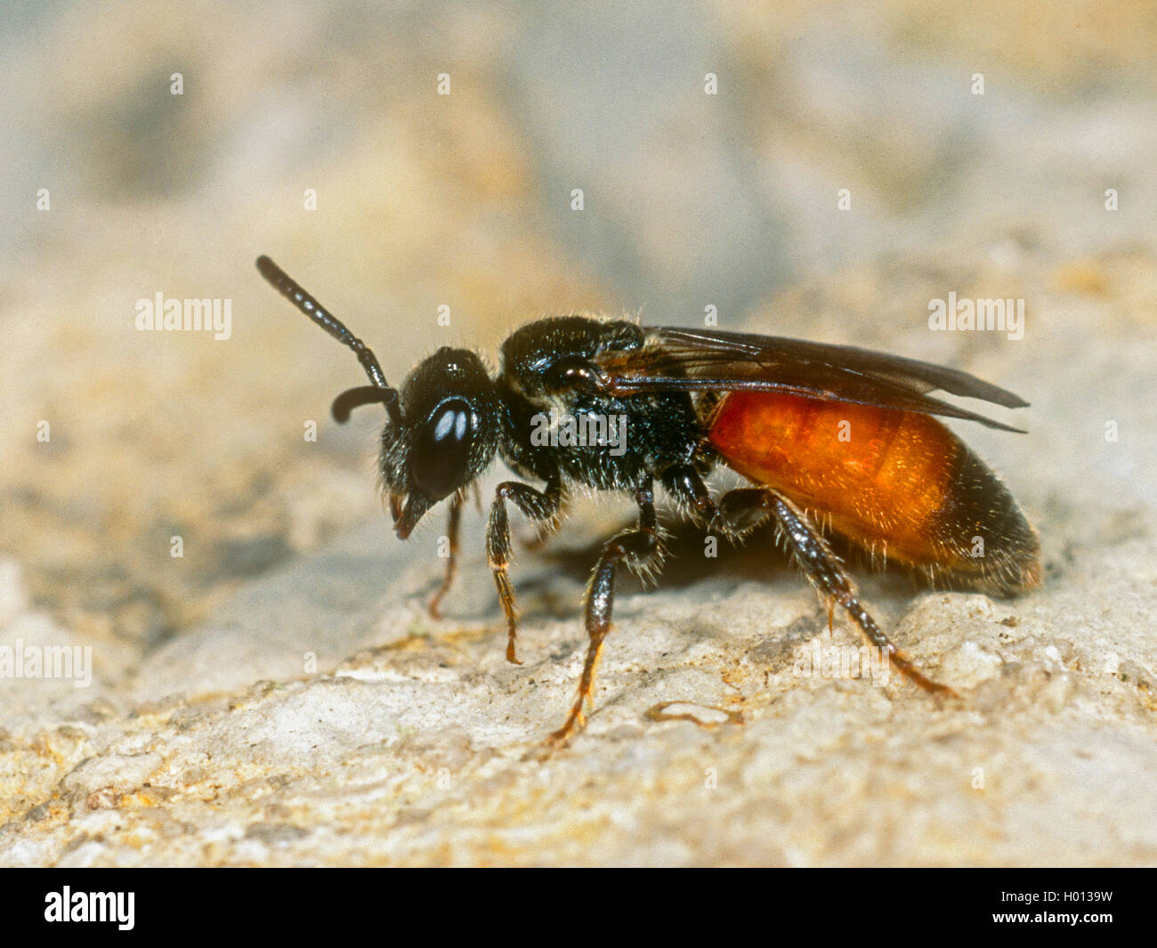 Blood bee (Sphecodes ferruginatus), female, Germany Stock Photo
